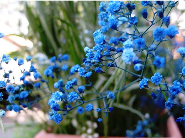 piccoli fiori azzurri