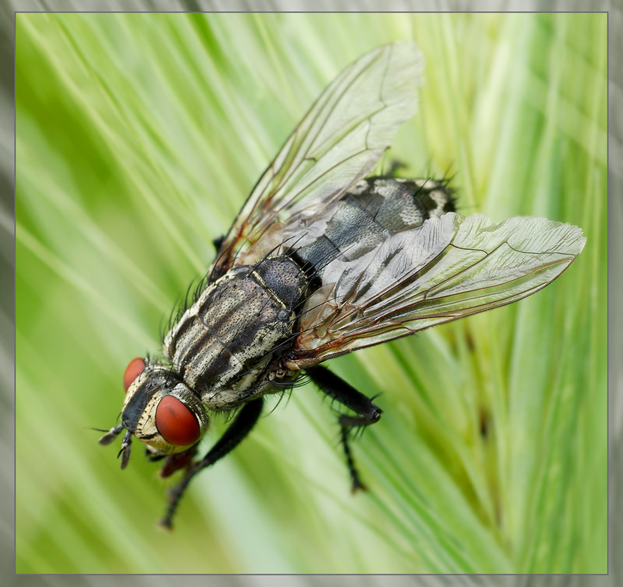 mosca di traverso...