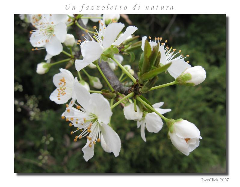 Un fazzoletto di natura