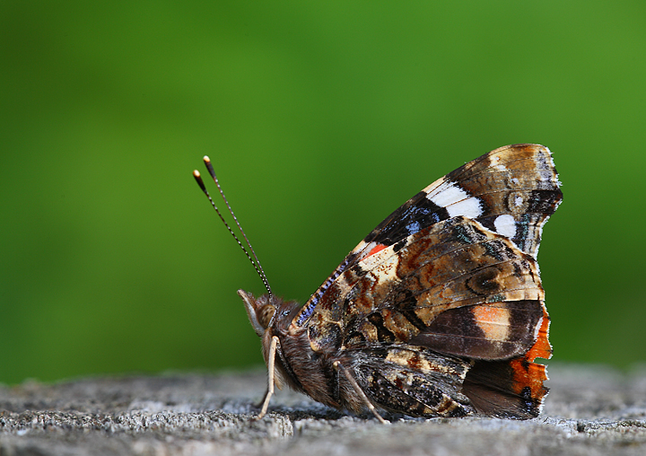 Signori vi presento... La Star....