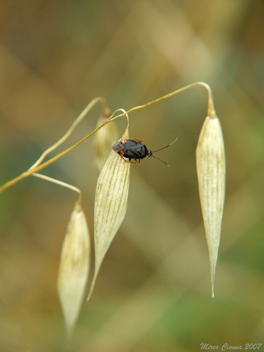 Ce la fa! Ce la fa!....Non ce la fa! Non ce la fa!