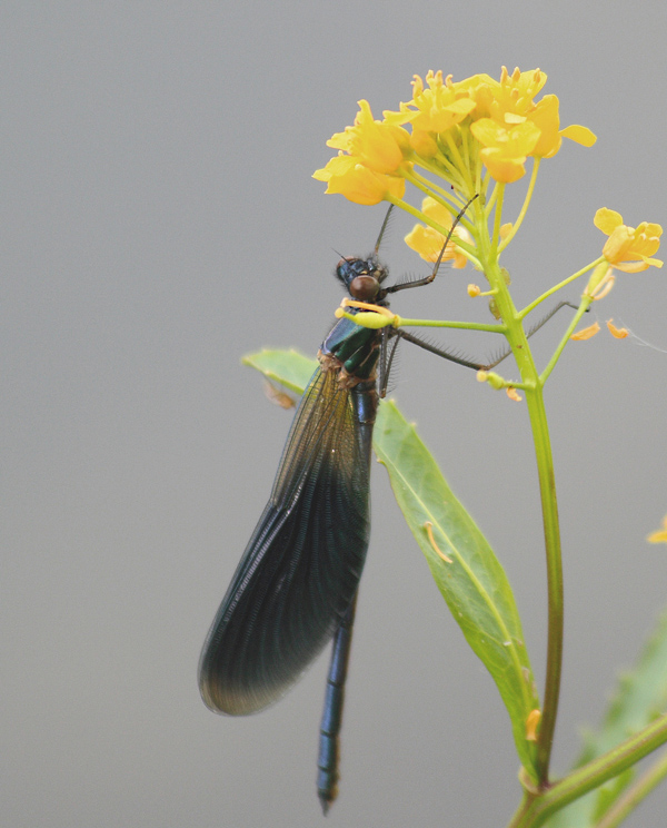 libellula