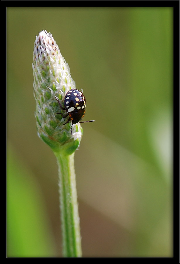Somiglio ad una cocci....ma non lo sono!