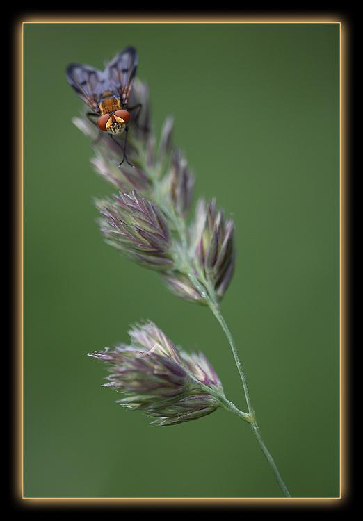La mosca dagli occhi d'oro