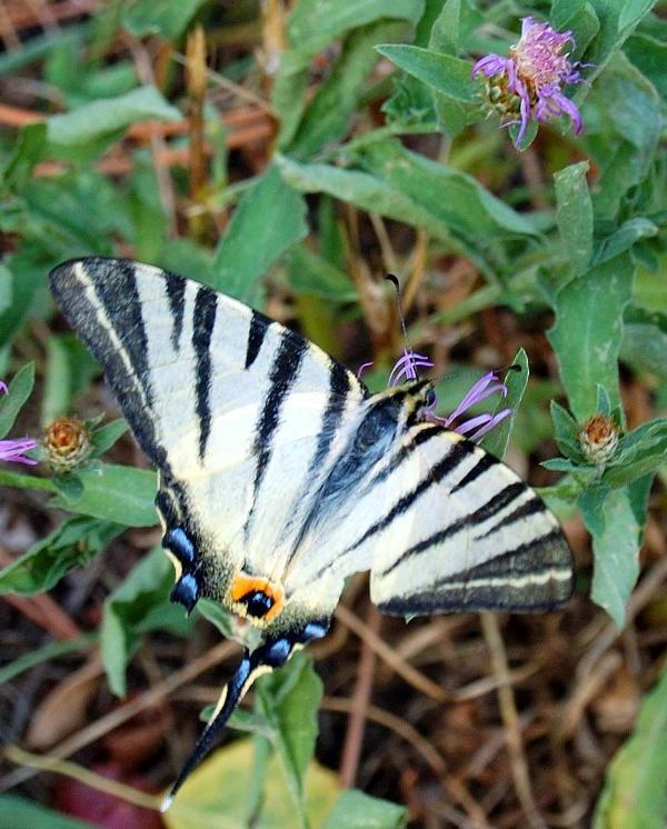 Farfalla segnata dalla Vita