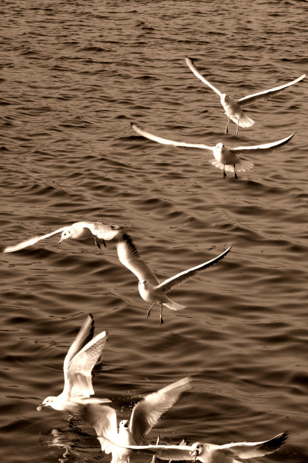 Danza di gabbiani