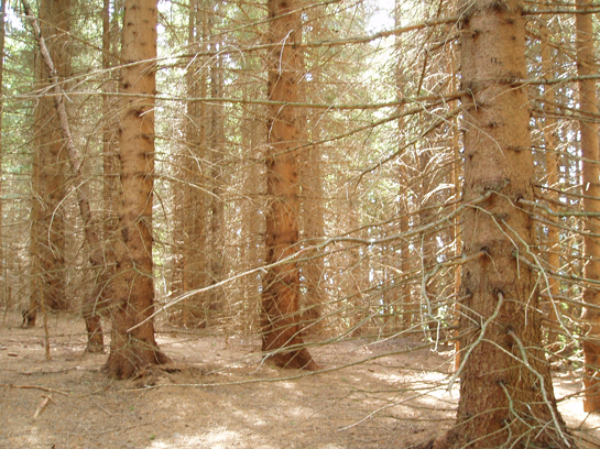 La foresta ha lunghe braccia