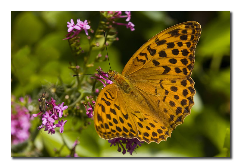 Argynnis paphia f.