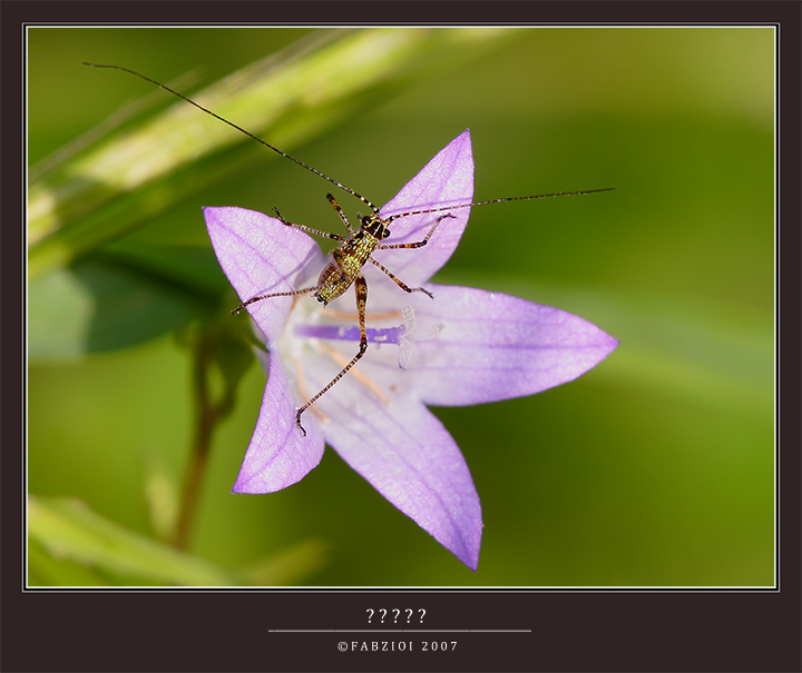 Minoscolo........e simpatico