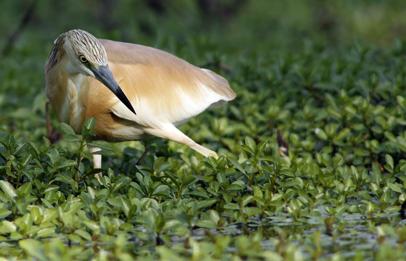 Renzo sgarza ciuffetto