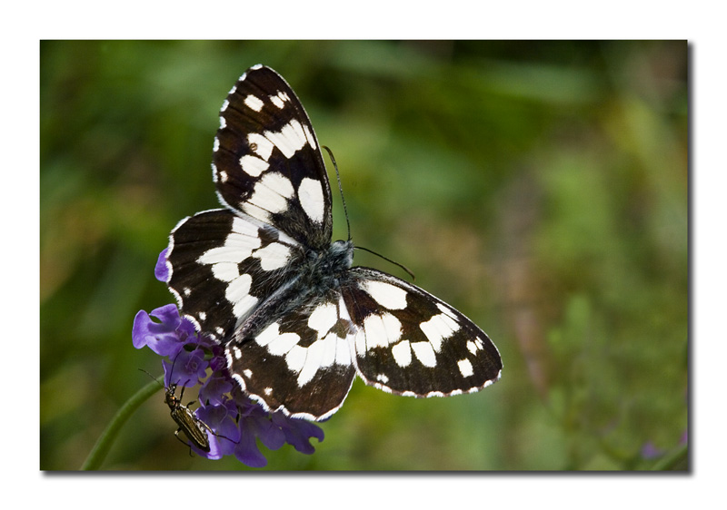 Melanargia galathea