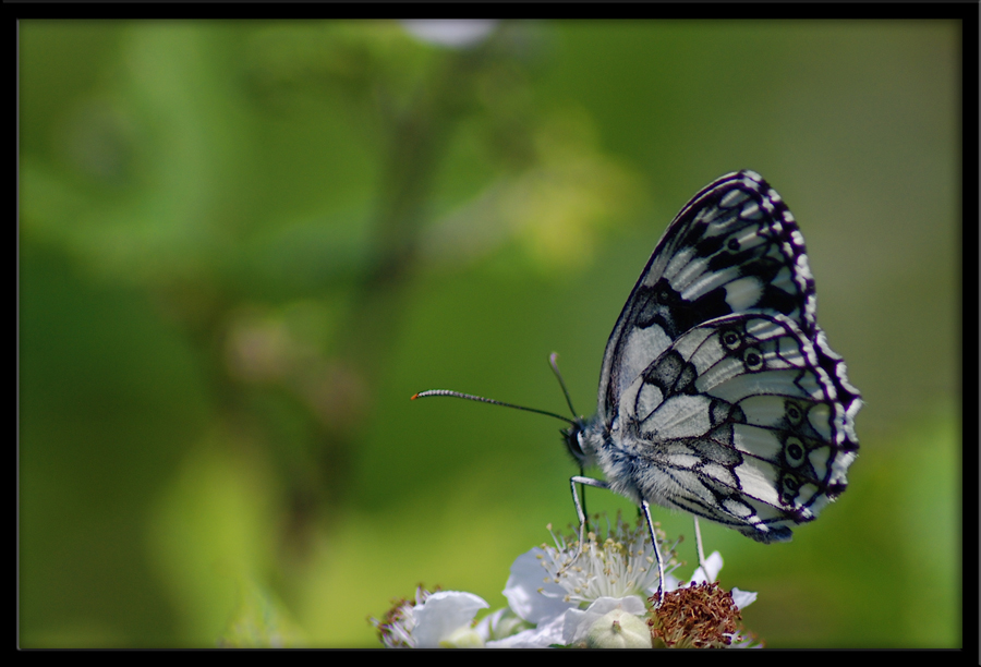 Farfalla con Polemica!
