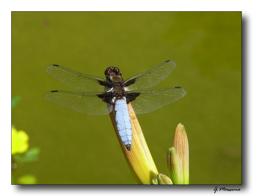libellula