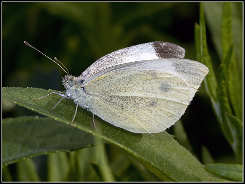 Tanto x cambiare , Farfalla