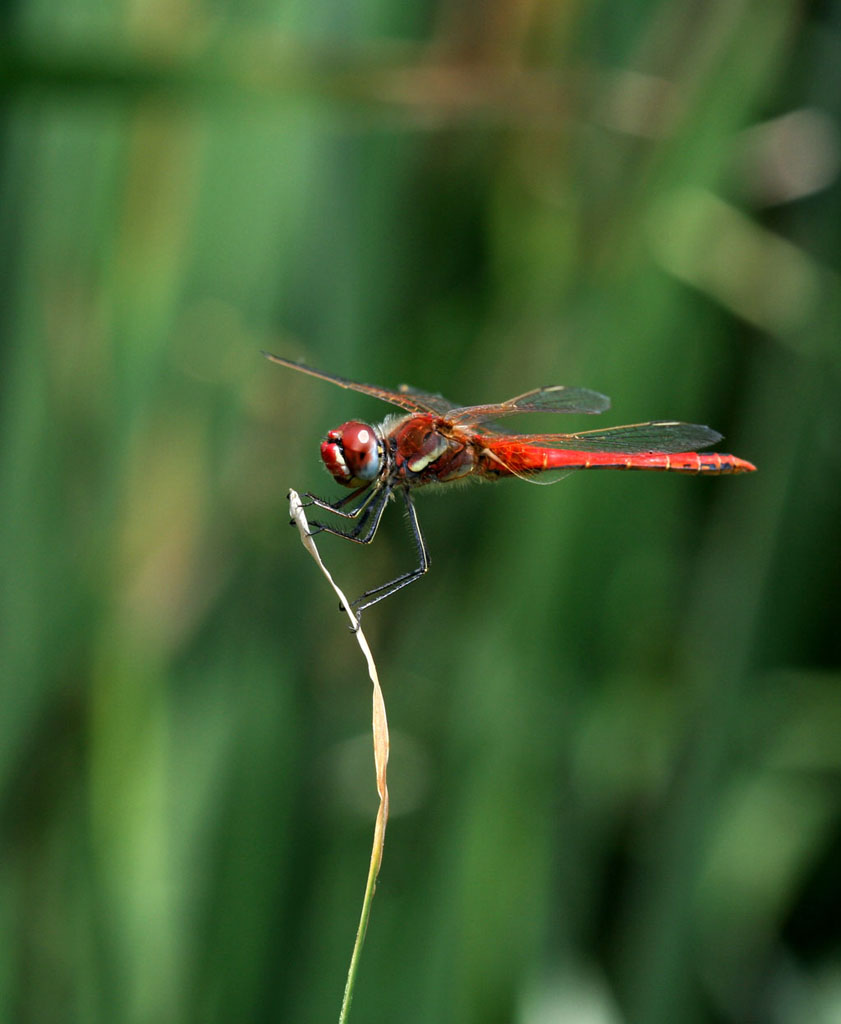 libellula