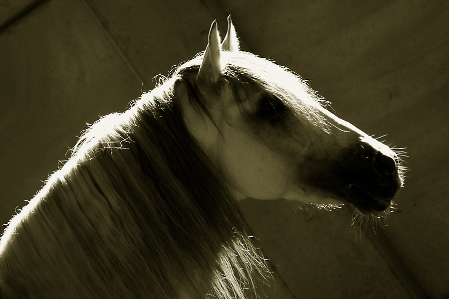 don vivar controluce