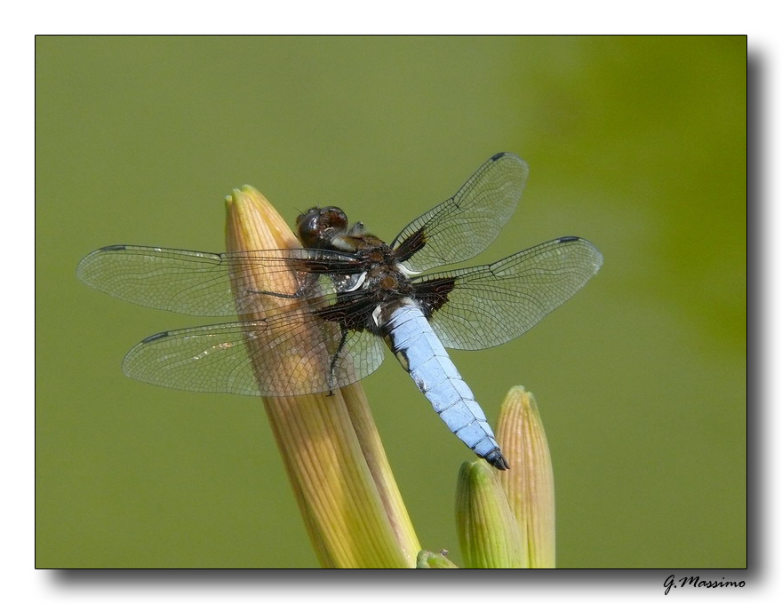 Libellula 2