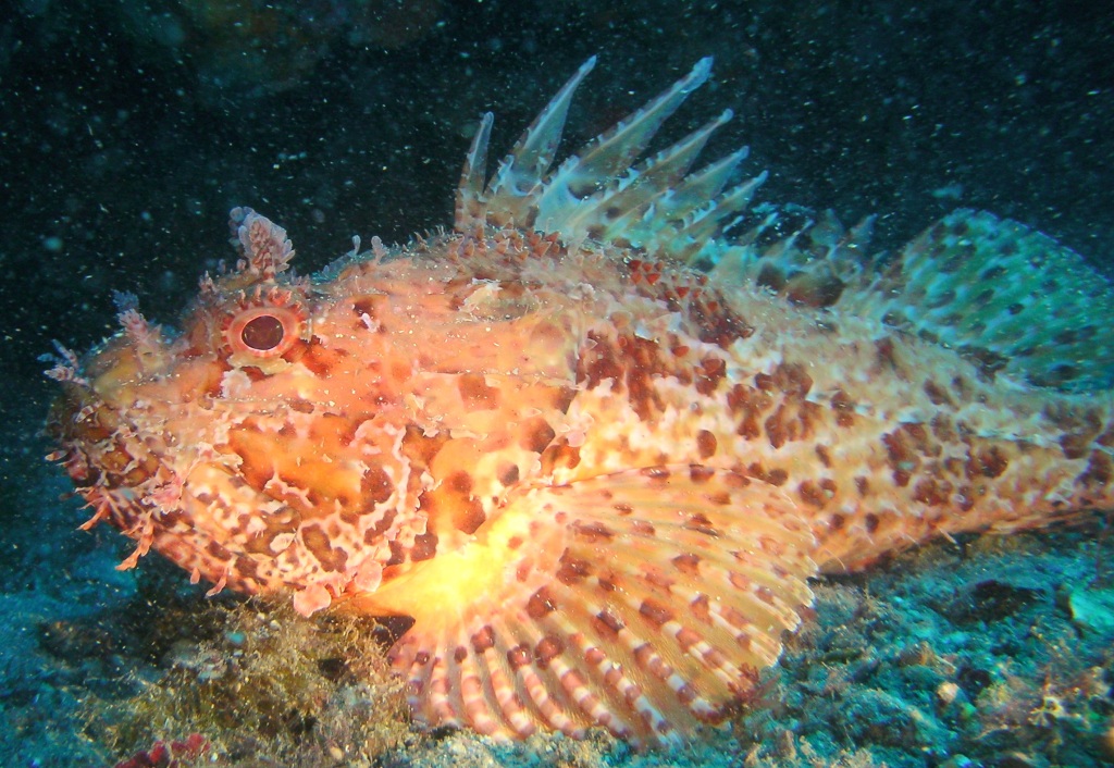 Scrofano a Portofino