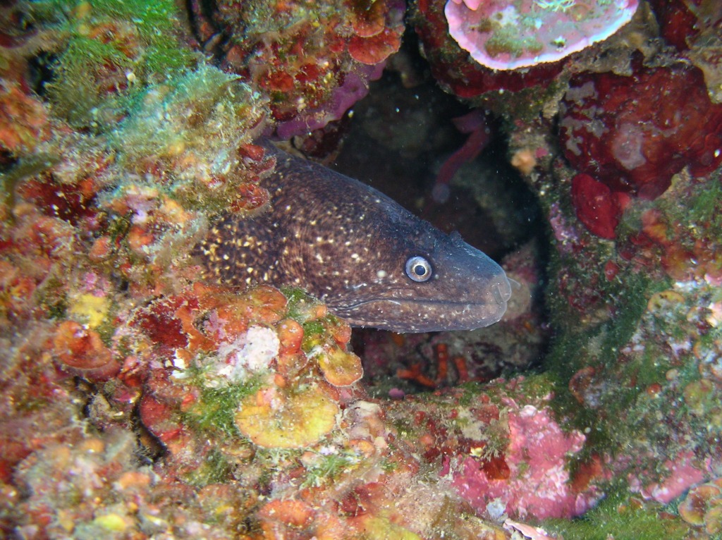 Murena Helena al Dragone