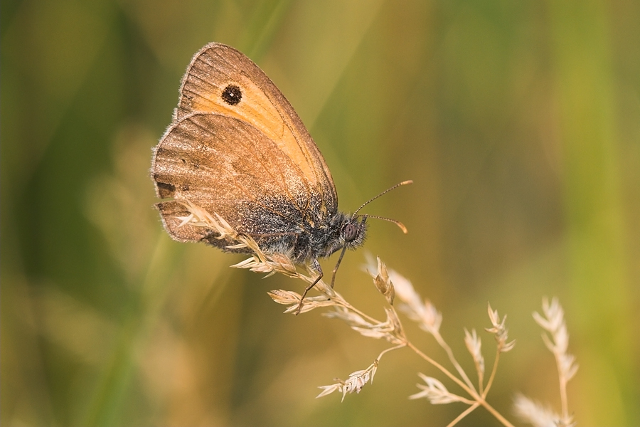 Un po' di sole non fa mai male