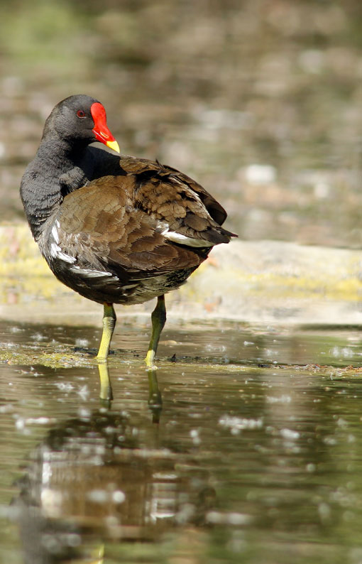 Renzo-Galinella vanitosa