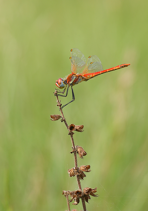 La mia prima libellula rossa