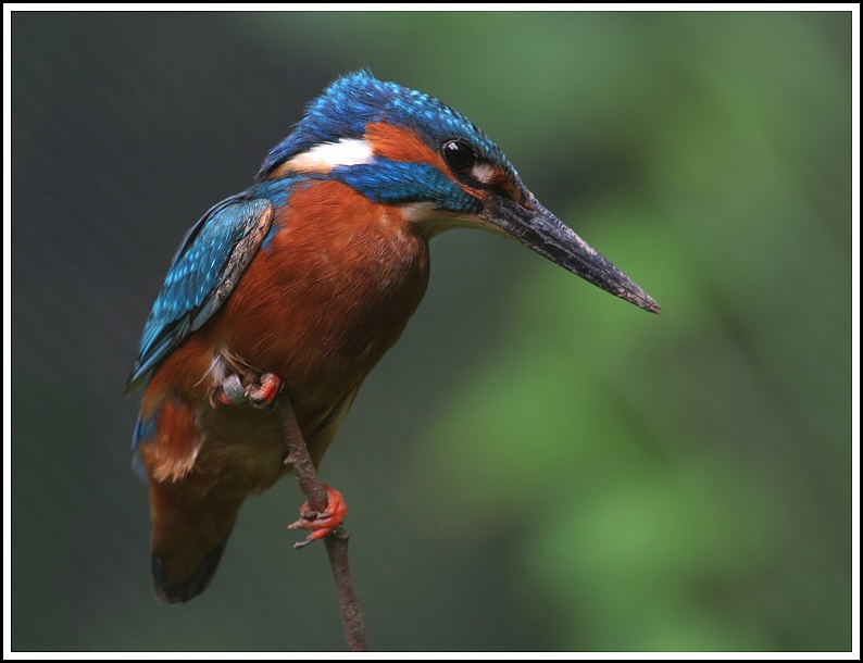 martino - oasi di sant'alessio