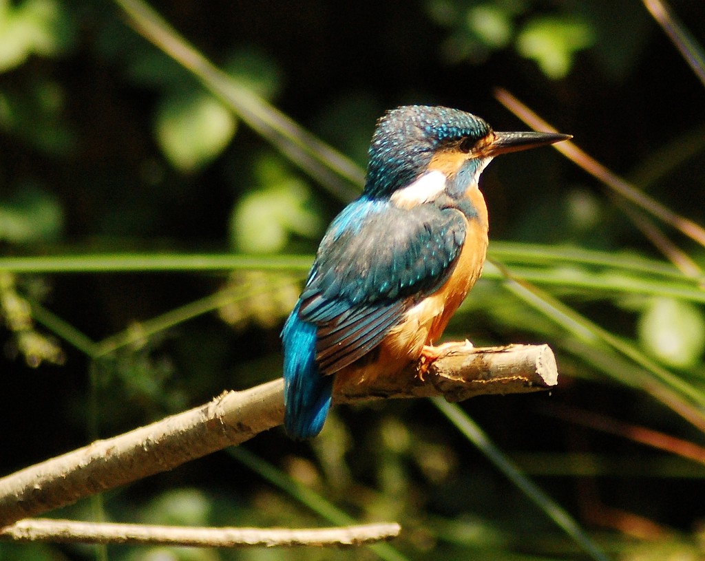 Il mio primo "Alcedo"