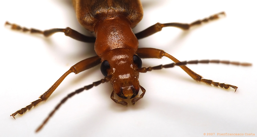 Ho il naso lucido? (backstage)