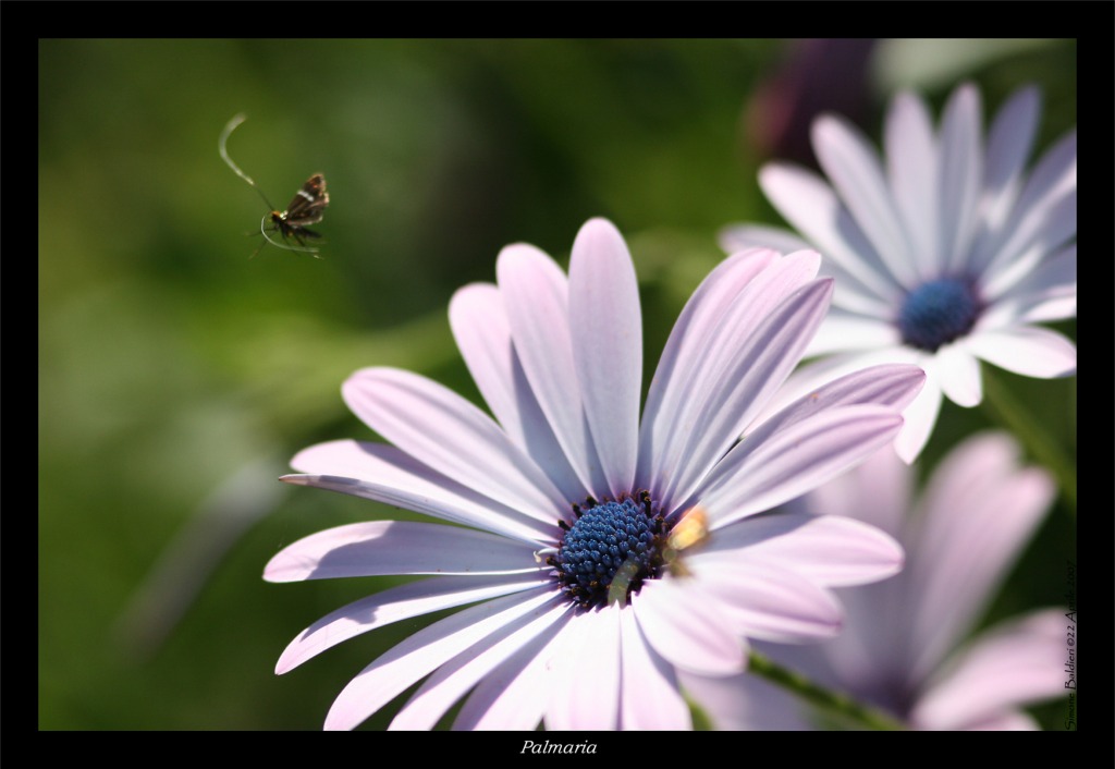 Insetto con Margherite