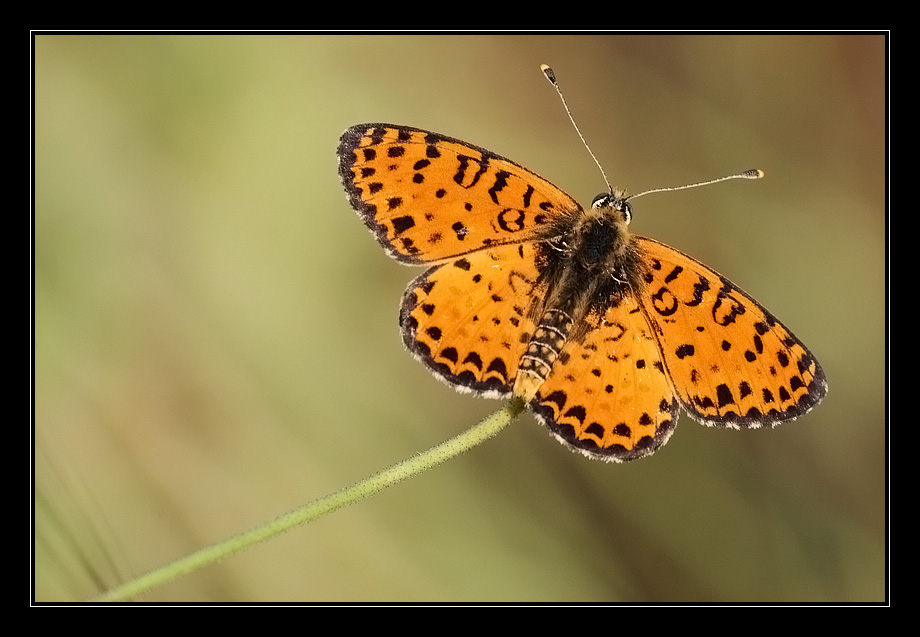 Melitaea didyma maschio