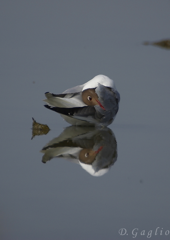 Gabbiano comune riflesso