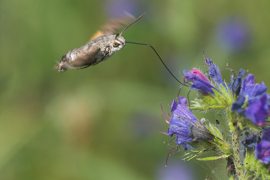 Macroglossa stellatarum... in azione
