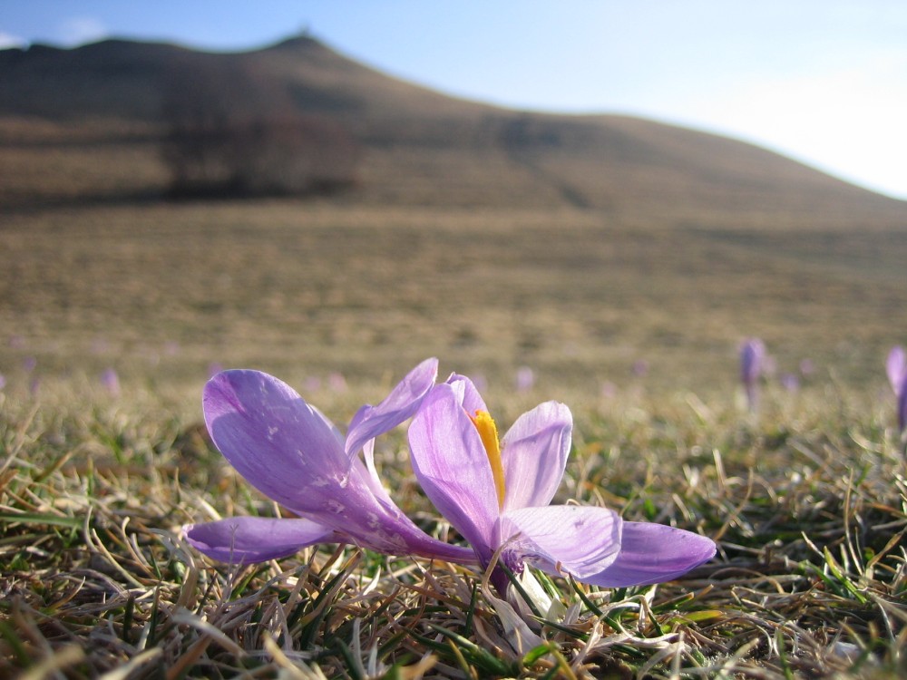 Non chiederci la parola