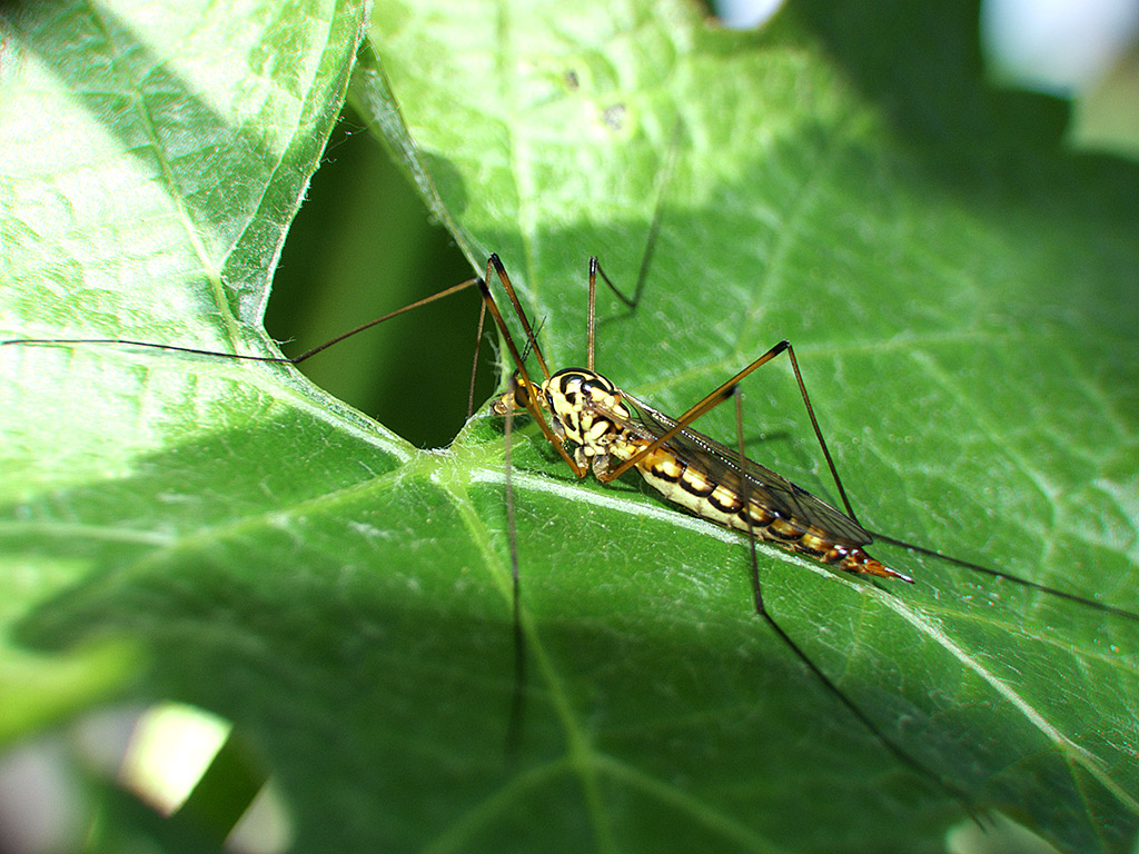 tipula