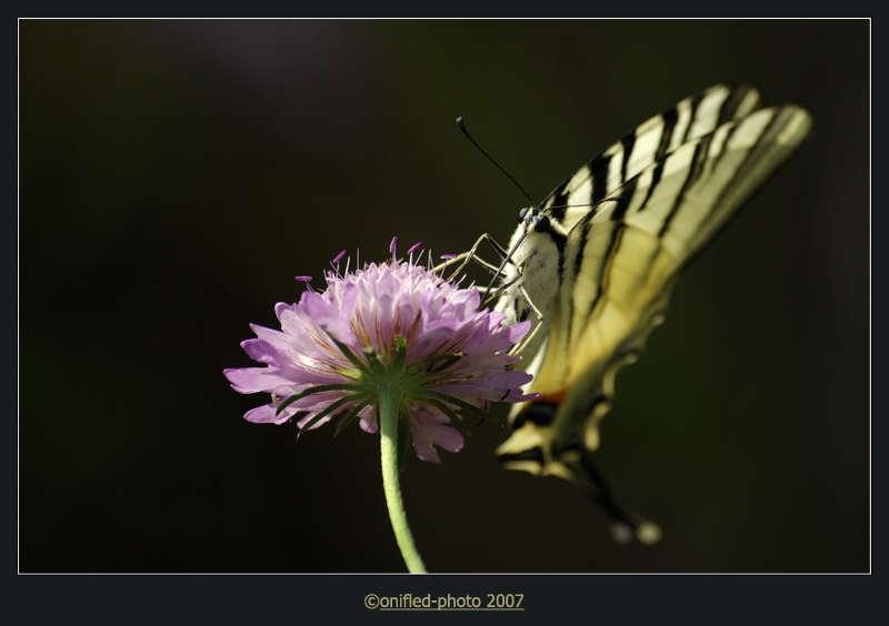 Podalirio (Iphiclides podalirius)