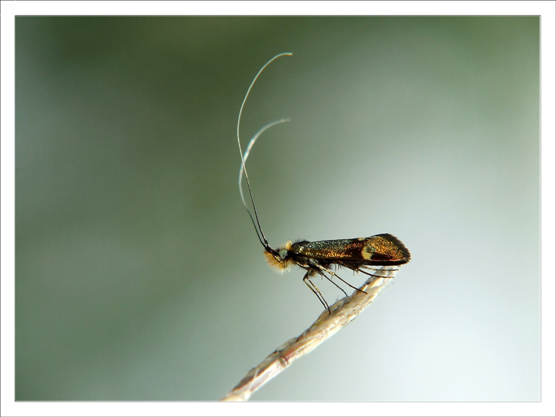 Insettino dalle lunghe antenne