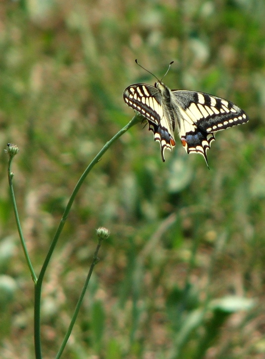 Nel giardino di casa
