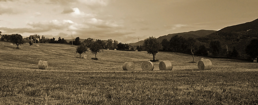 rotoballe inseppiate