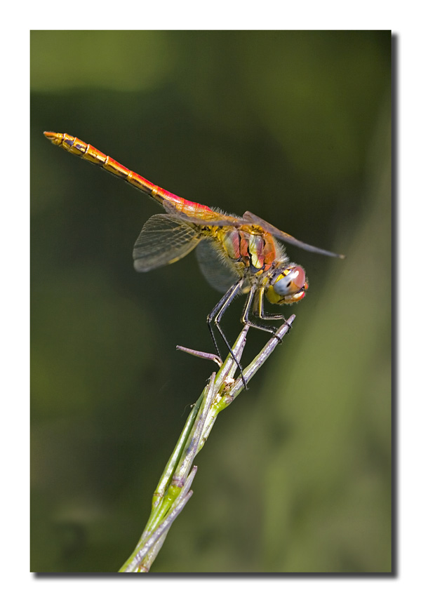 Libellula