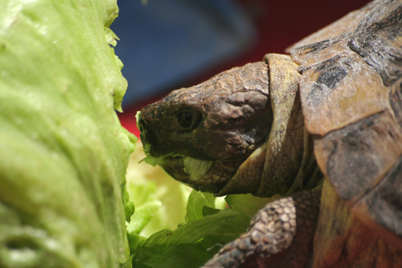 la bocca sollev� dal fiero pasto...