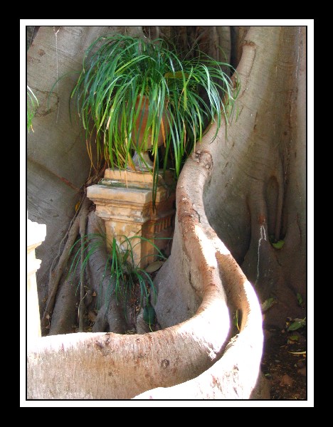 Orto botanico Palermo