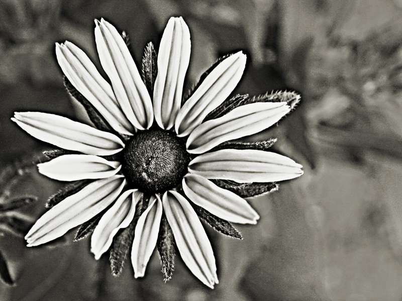 black and the white flower
