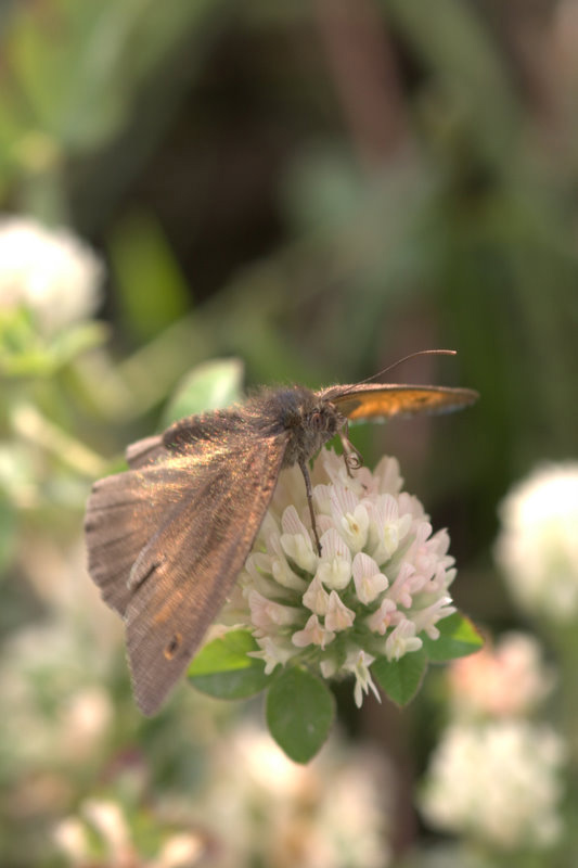 farfalla in controluce