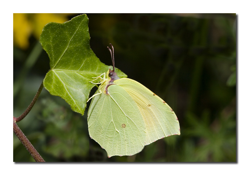 Gonepteryx cleopatra m.