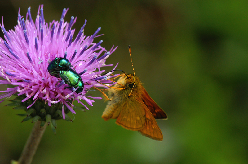 farfalla e coleotteri