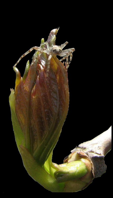 Aiuto...come faccio a scendere?