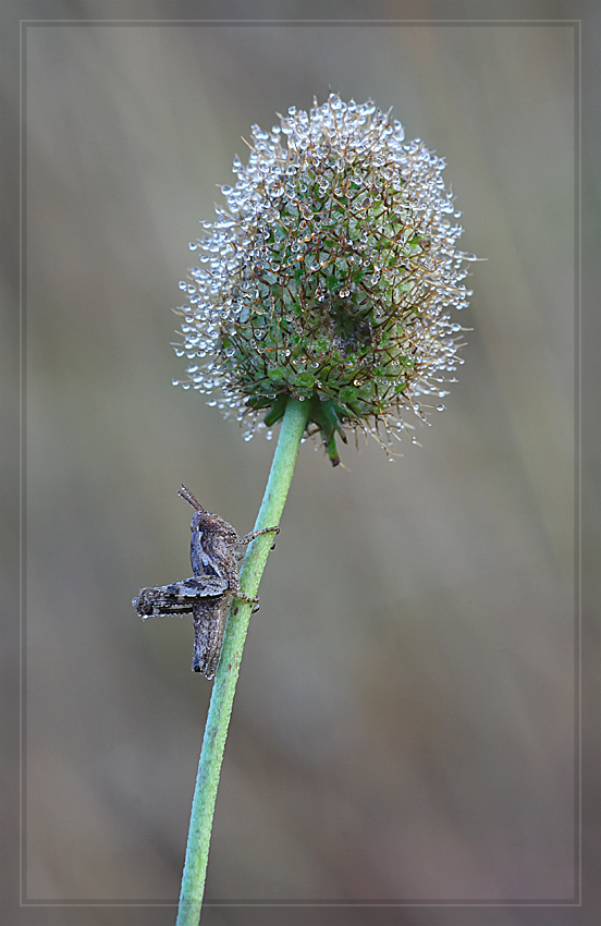 L'albero della cuccagna