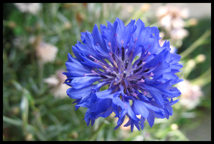 Fiordaliso