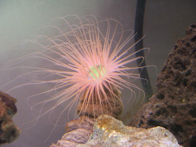 invertebrato dell mio (ex) acquario